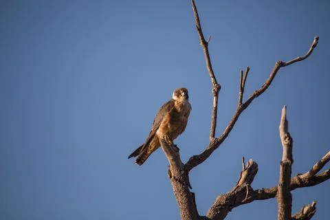 Australian Hobby perched in a tree. Stock Photos