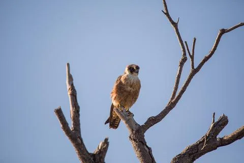 Australian Hobby perched in a tree. Foto stock