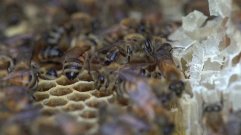 Australian Honey Bees Close Up Macro 4K with Shallow Depth of Field on Hive Stockbeeldmateriaal 223470156