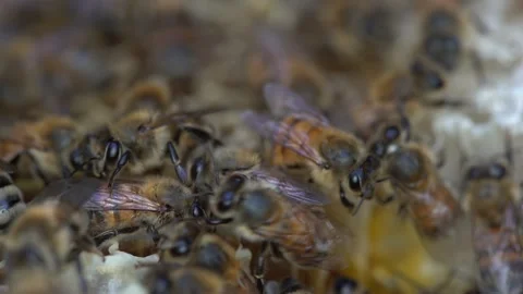 Australian Honey Bees Close Up Macro 4K Shallow Depth of Field Working on Hive Stockbeeldmateriaal 223470157