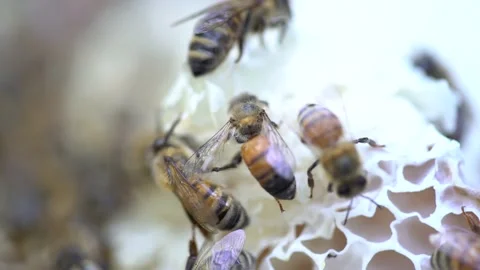 Australian Honey Bees Close Up Macro 4K with Shallow Depth of Field Socialising Stockbeeldmateriaal 223470355