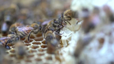 Australian Honey Bees Close Up Macro 4K with Shallow Depth of Field Stockbeeldmateriaal 223470356