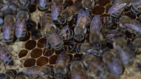 Australian Honey Bees Close Up Macro 4K Working on Hive Stockbeeldmateriaal 223470487