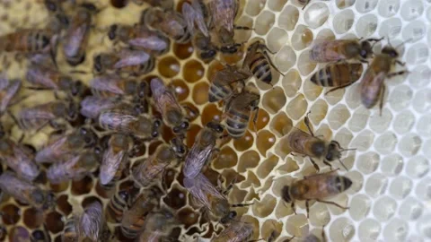 Australian Honey Bees Close Up Macro 4K On Hive Stockbeeldmateriaal 223470644