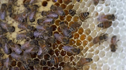 Australian Honey Bees Close Up Macro 4K Honey in Hive Stockbeeldmateriaal 223470662