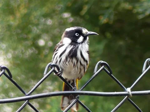 Australian honey eater perching Stock Photos