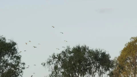 Australian Ibis Flock Flying Above Trees Stock Footage 319925439