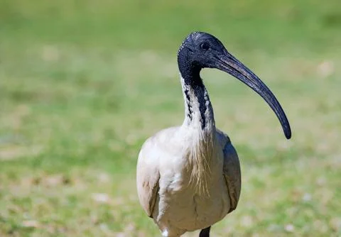 Australian ibis Stock Photos