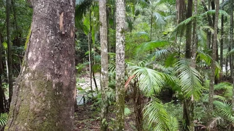 Australian Jungle 4k Stock Footage 61770765