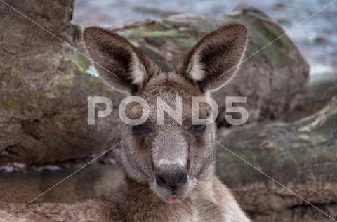 Australian kangaroo animal close up portrait. Australian wildlife background Stock Photos