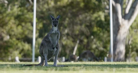 Australian Kangaroo, feeding on Grass C4K, 24fps Stock Footage