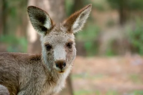 Australian kangaroo Foto stock