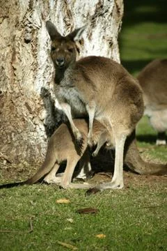 Australian kangaroo Stock Photos