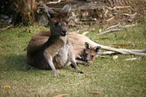 Australian kangaroo Stock Photos