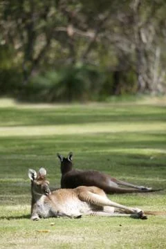 Australian kangaroo Stock Photos