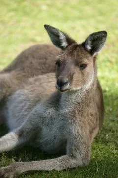 Australian kangaroo Stock Photos