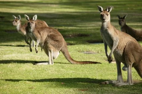Australian kangaroo Stock Photos