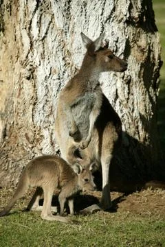 Australian kangaroo Stock Photos