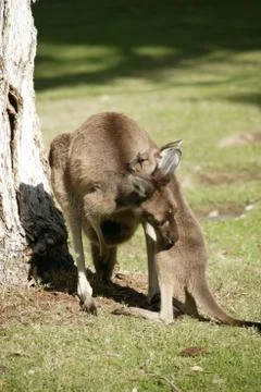 Australian kangaroo Stock Photos