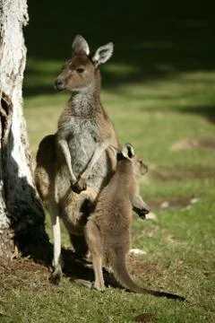 Australian kangaroo Stock Photos