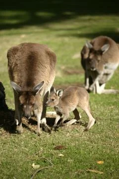 Australian kangaroo Stock Photos