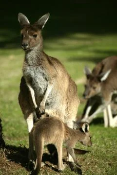 Australian kangaroo Stock Photos