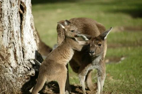 Australian kangaroo Stock Photos