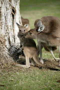 Australian kangaroo Stock Photos