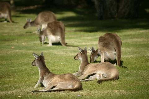 Australian kangaroo Stock Photos