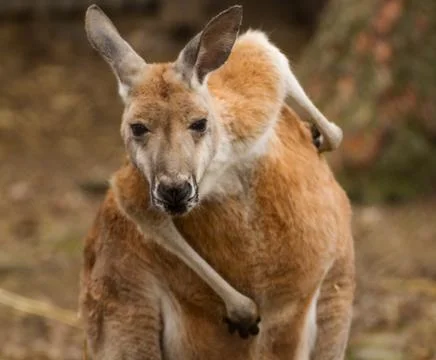 Australian kangaroo Stock Photos