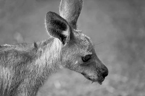 Australian Kangaroo Stock Photos