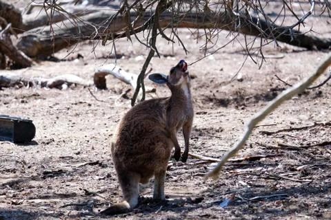 Australian kangaroo while looking at the sky Stock Photos