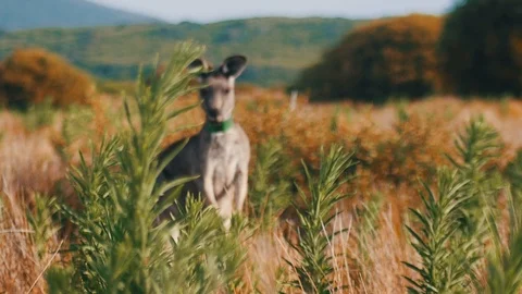 Australian kangaroo in the Wild - Great-Otway-Nationalpark Stock Footage