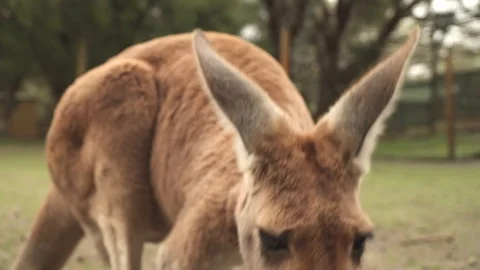 Australian Kangaroos Stock Footage 113772379