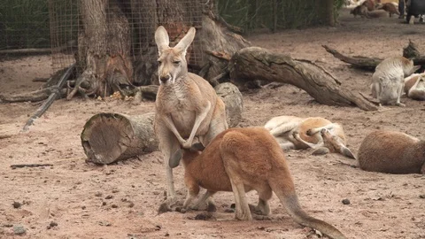 Australian Kangaroos Stock Footage 113772473