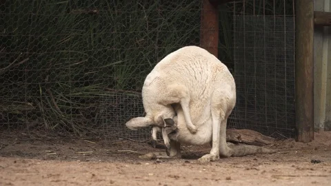 Australian Kangaroos Stock Footage 113772686