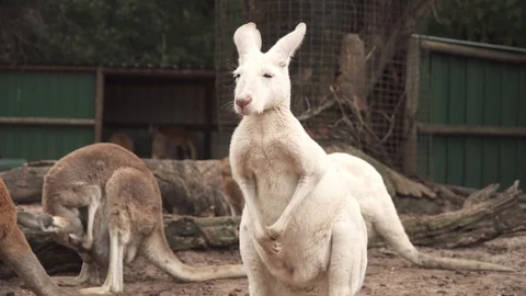 Australian Kangaroos Stock Footage 113772939