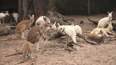 Australian Kangaroos Stock Footage 113773083