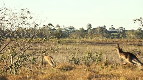 Australian Kangaroos jumping Stock Footage 113997117