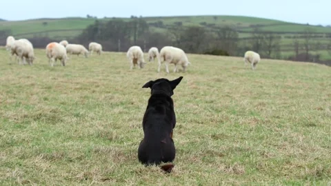 Australian Kelpie dog at work Stock Footage 270220873