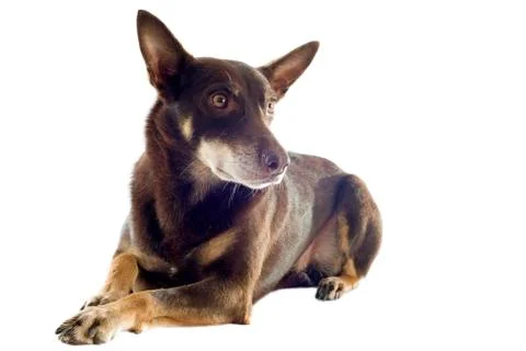 Australian kelpie Stock Photos