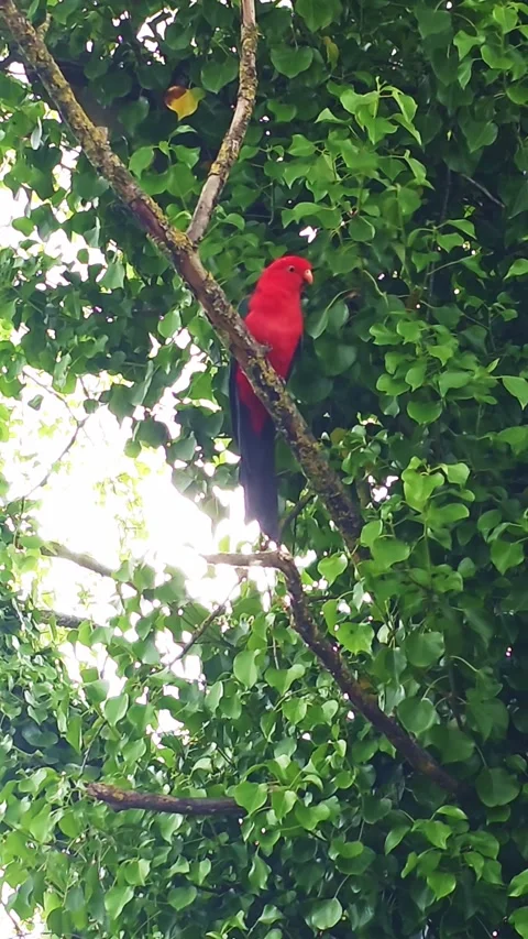 Australian king parrot perched on a tree branch. Vertical format Stock Footage 329478261