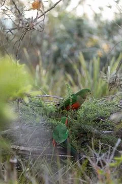 Australian King Parrot Perched in tree Stock Photos