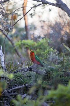 Australian King Parrot Perched in tree Stock Photos