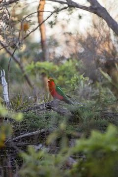 Australian King Parrot Perched in tree Stock Photos