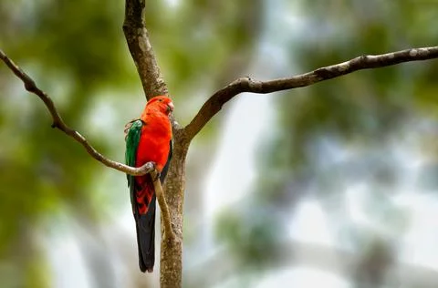 Australian king parrot Stock Photos