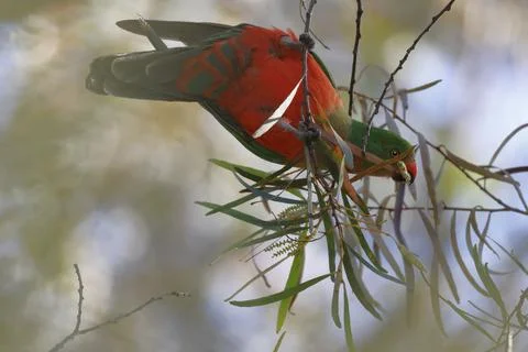 Australian king parrot. 스톡 사진
