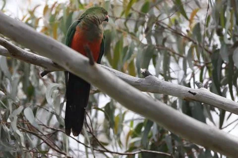 Australian king parrot. 스톡 사진