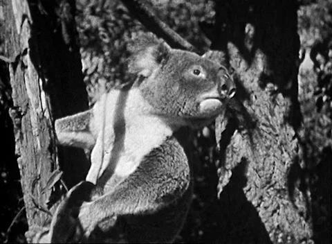 AUSTRALIAN KOALA BEAR  (1933) Stock Footage 169741652
