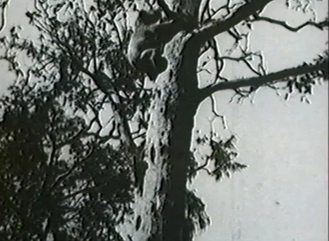 Australian Koala Bear (Climbing Tree)  - 1929 Stock Footage 152767541